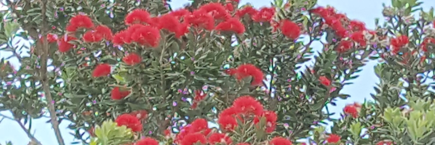 Virgcatt's profile banner image