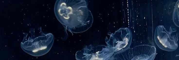 LuzCasellas's profile banner image