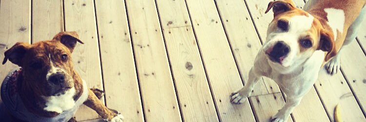 DietDanasaurous's profile banner image