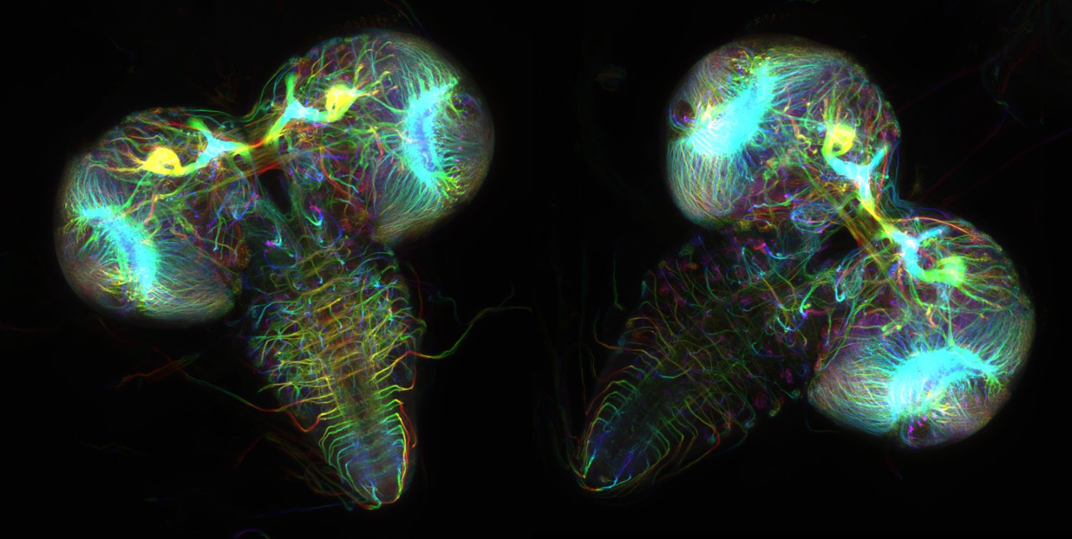 Department of Cell & Developmental Biology's banner