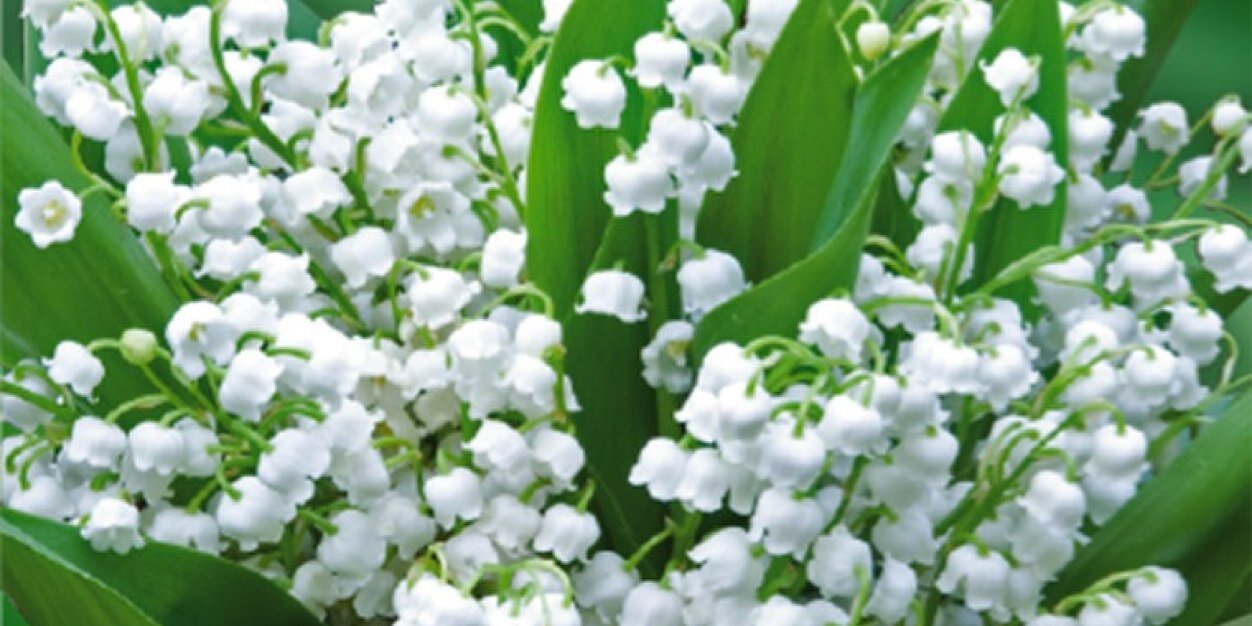 imuguet's profile banner image