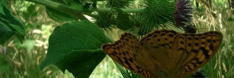 Maral. مرال فری banner