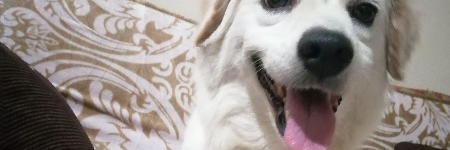 MembrenoJoseph's profile banner image