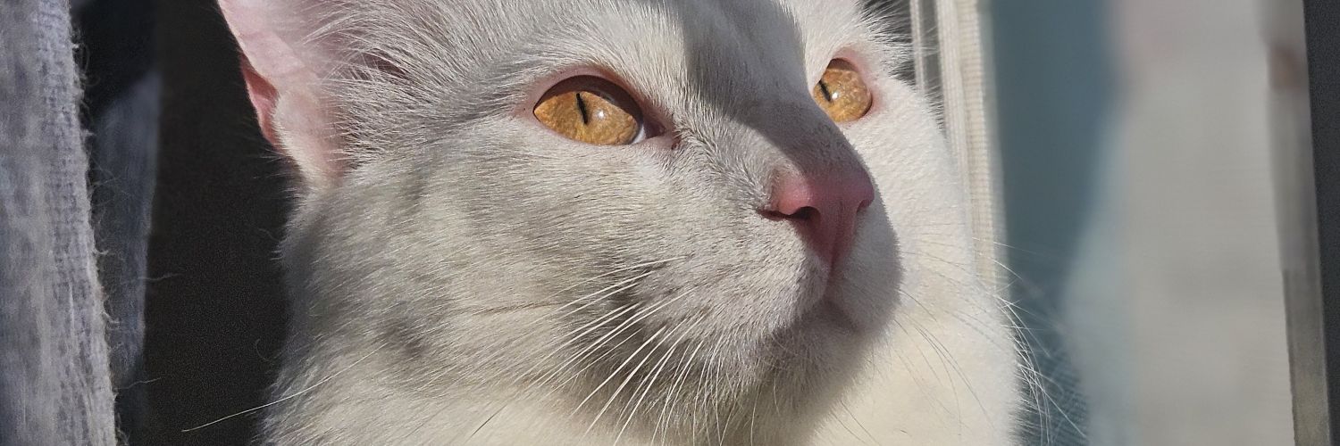 Pastel_De_Mar's profile banner image