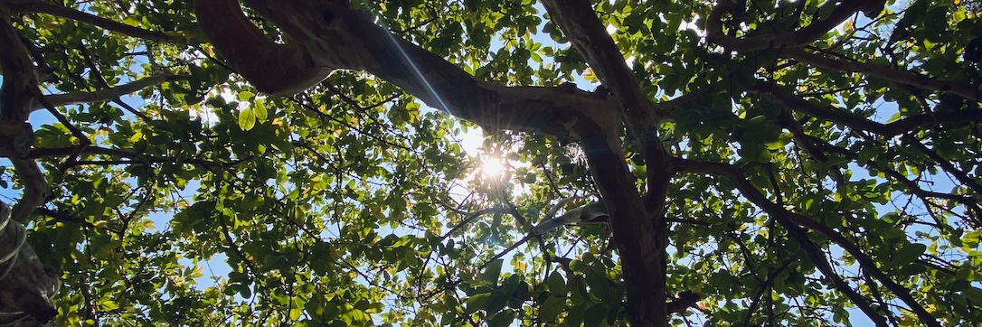 Eric Castillo banner