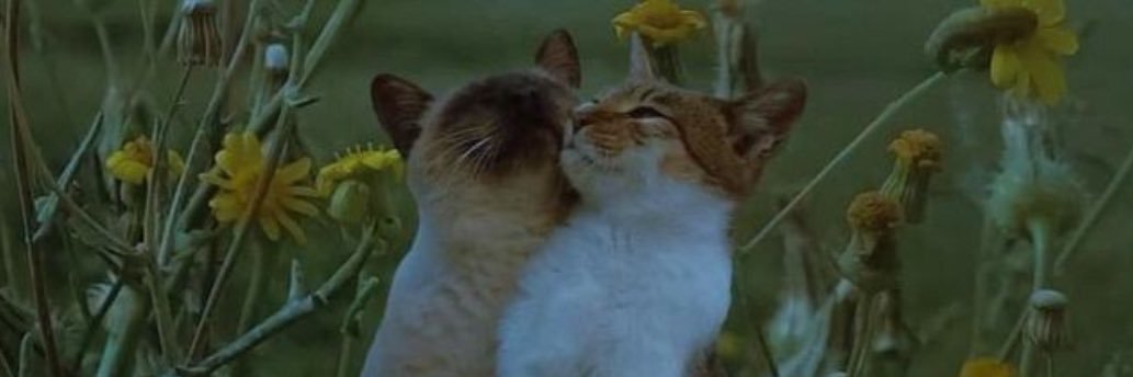 serifeapak_'s profile banner image