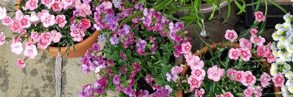 snottyratty Profile Banner