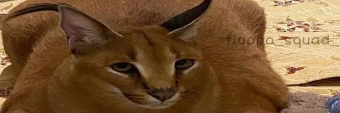 xatuff's profile banner image