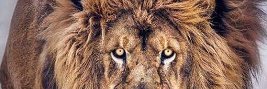 oi_alvess's profile banner image