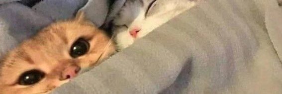 WalkingKat1's profile banner image