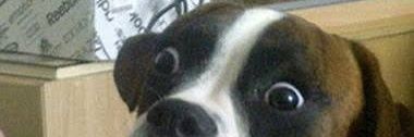 O Cão Que Atenta banner