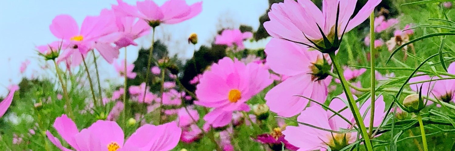 AymMinnie's profile banner image