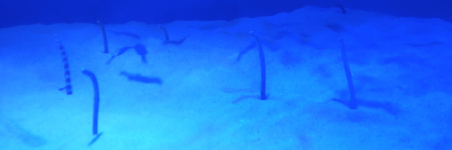 →かとりーぬ←⚽👦👧ふたごママ banner