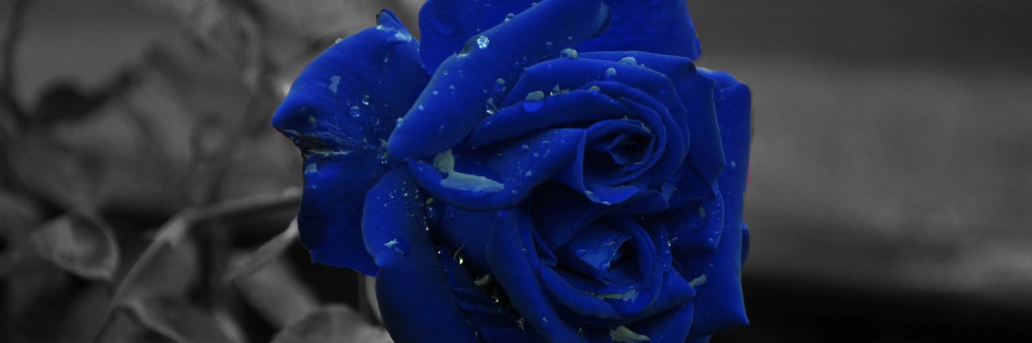 Stephalocco's profile banner image