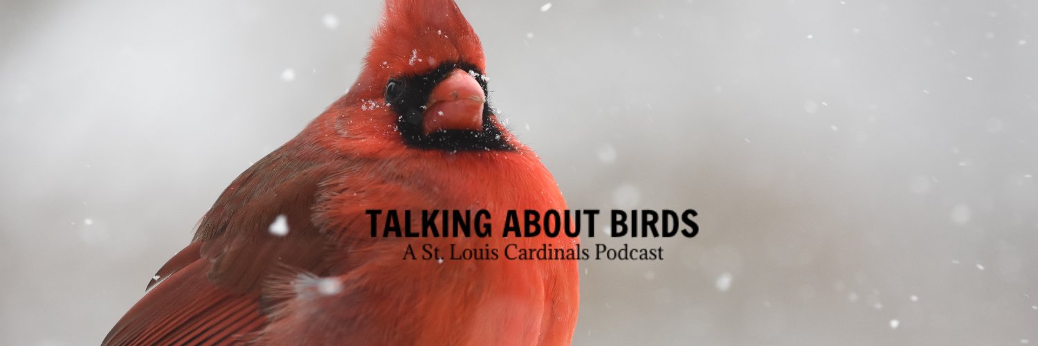 Talking About Birds banner