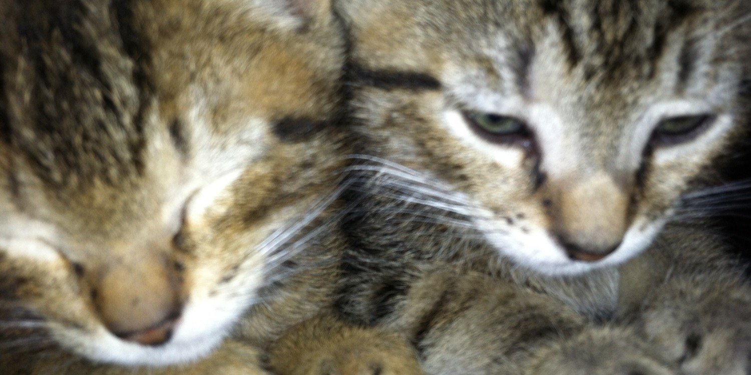 mlangley3's profile banner image