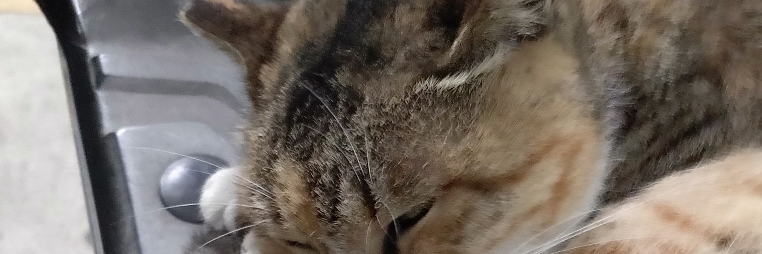 chitigernocat's profile banner image