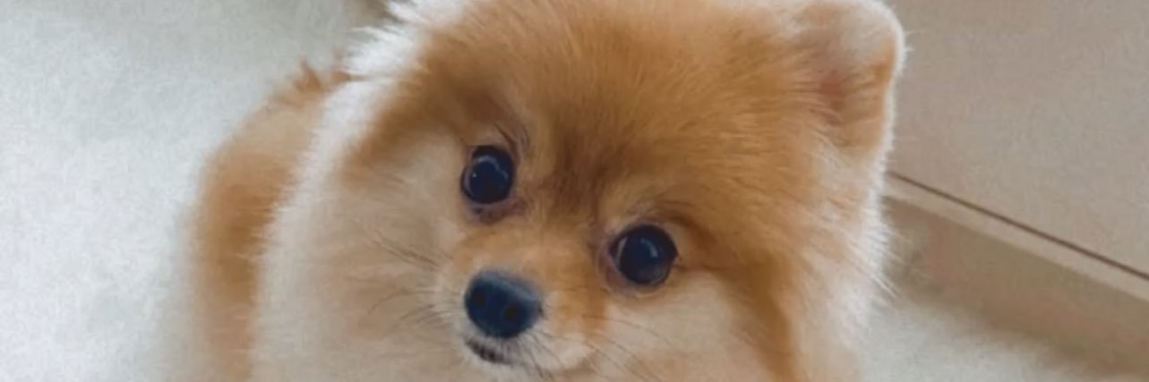 ch_huynh's profile banner image