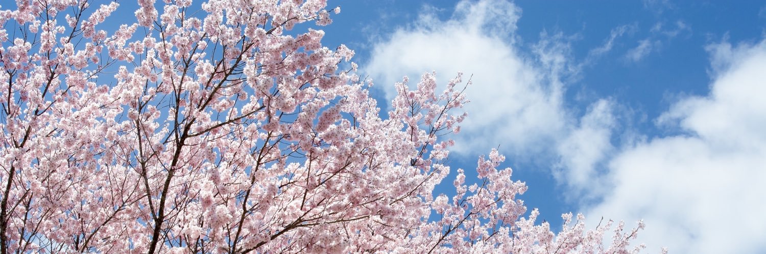 anko_coneice's profile banner image