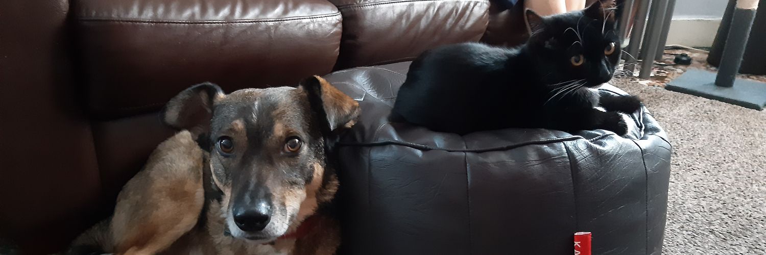 🐶 Maks, Callie and Bonnie 🐱🐱 banner