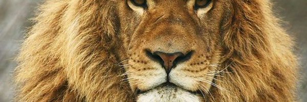 1fasii Profile Banner