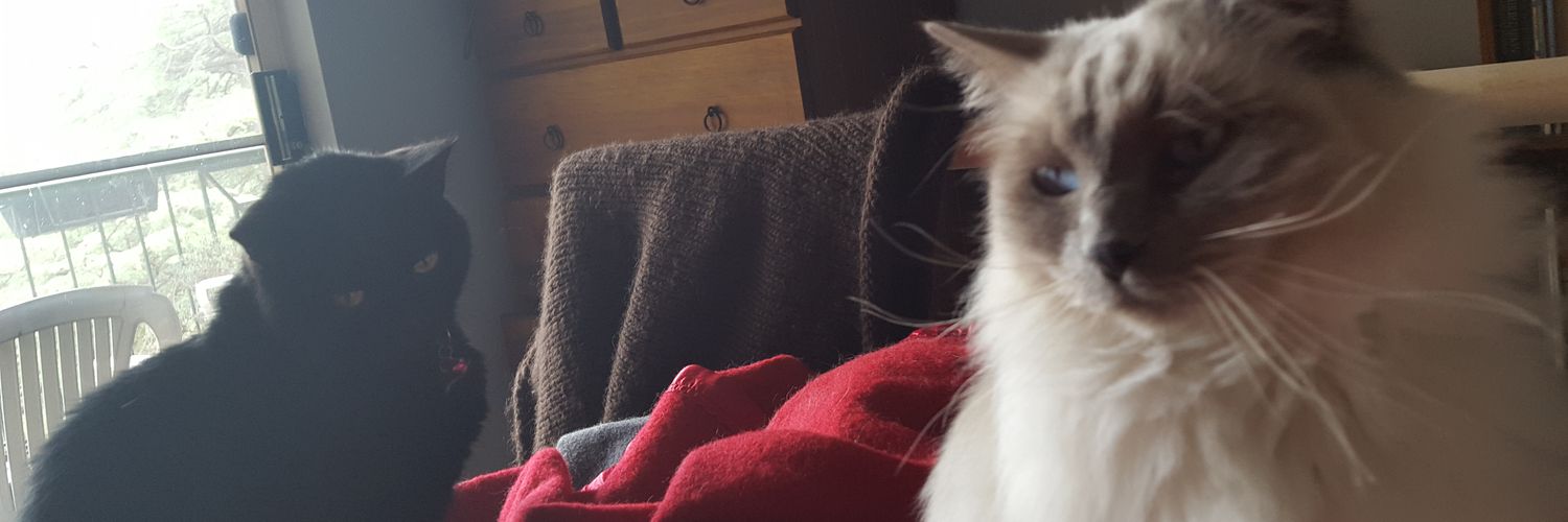_dangerousbeans's profile banner image