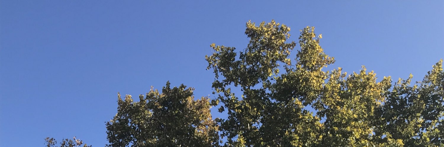 Sonia Carolina banner