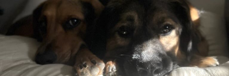 jaspscherer's profile banner image