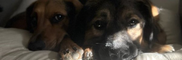 jaspscherer Profile Banner