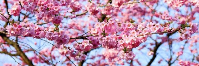 cherrybubb's profile banner image