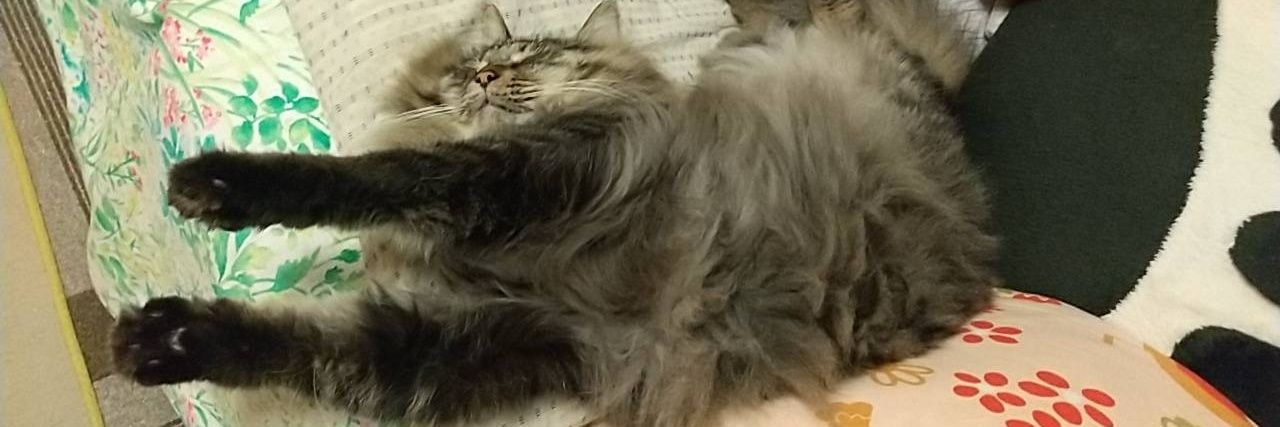 kattpapi's profile banner image