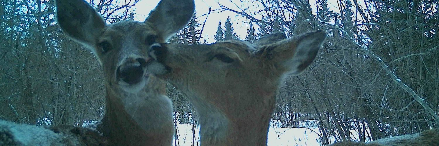 martenitsai's profile banner image