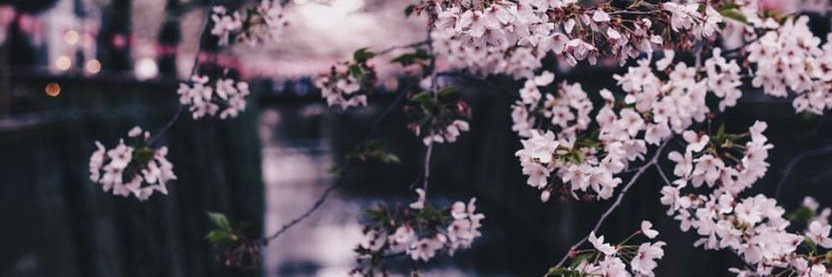 EmmaJadeland's profile banner image