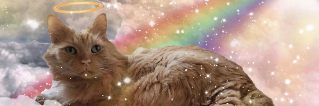 Belfast Cat🌈 banner