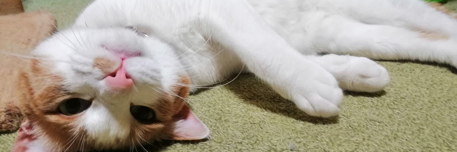 ﾏｴﾊﾞ・ｾｲﾎﾞｽｷｰ🦷 banner