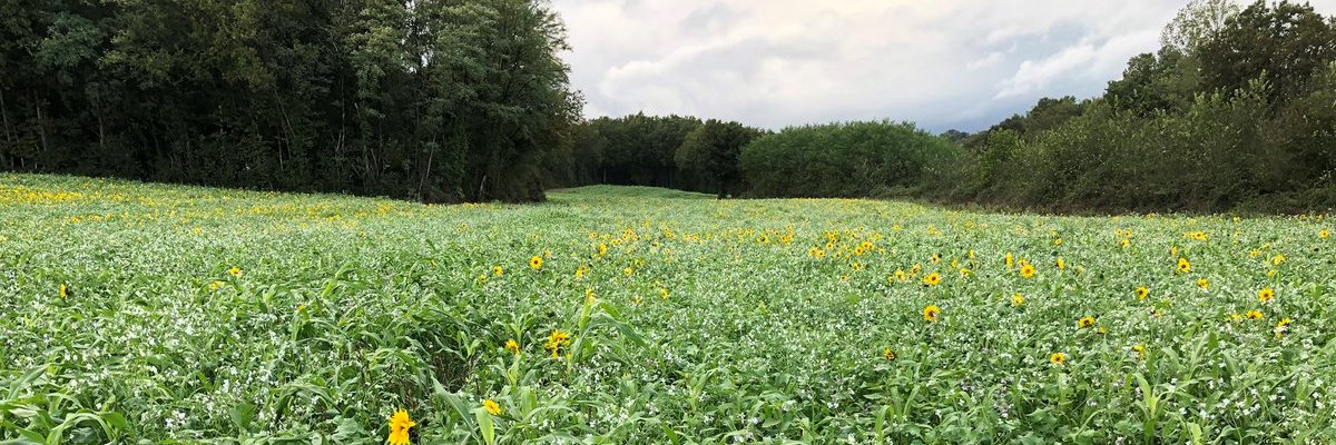 Stéphane Olivier 🇫🇷 banner