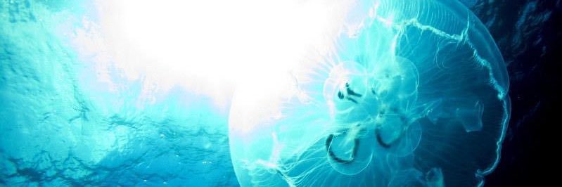 toshifull's profile banner image