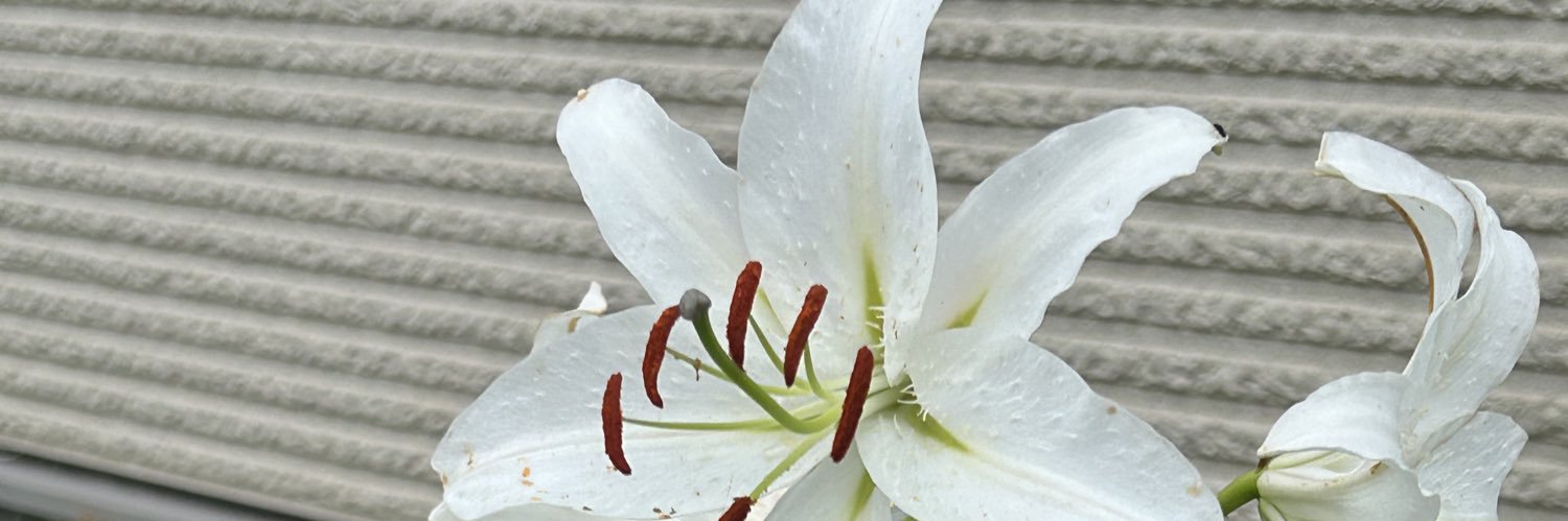 Dajiugui's profile banner image