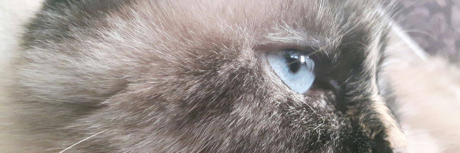 hanoeud's profile banner image