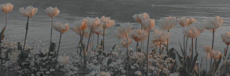 ･῾ ᵎ ꒰ 🌷⤾·˚ banner