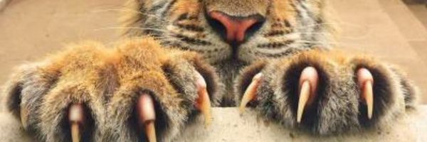 Darkstripes1 Profile Banner