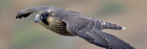 stevesando1 Profile Banner