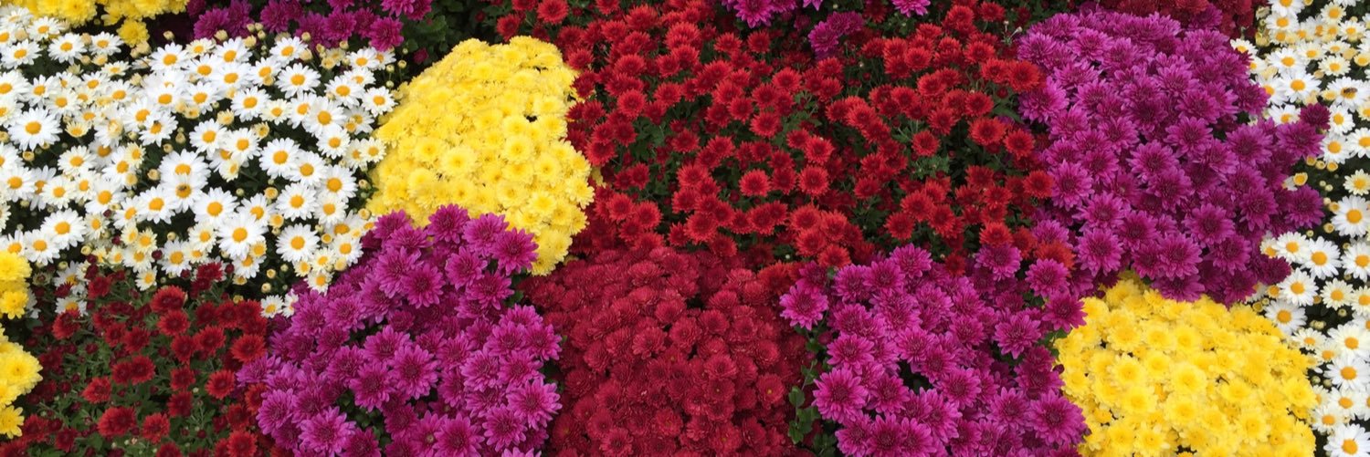 BodilRosvall's profile banner image