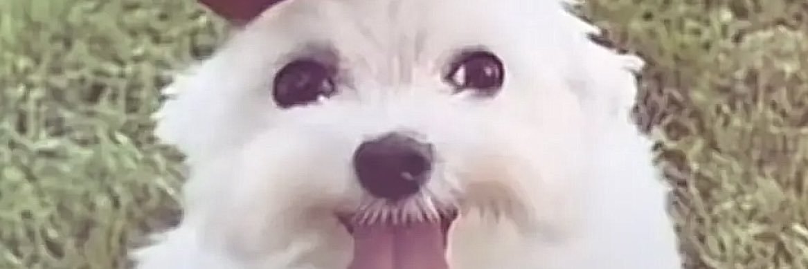 AlexTrashbag's profile banner image