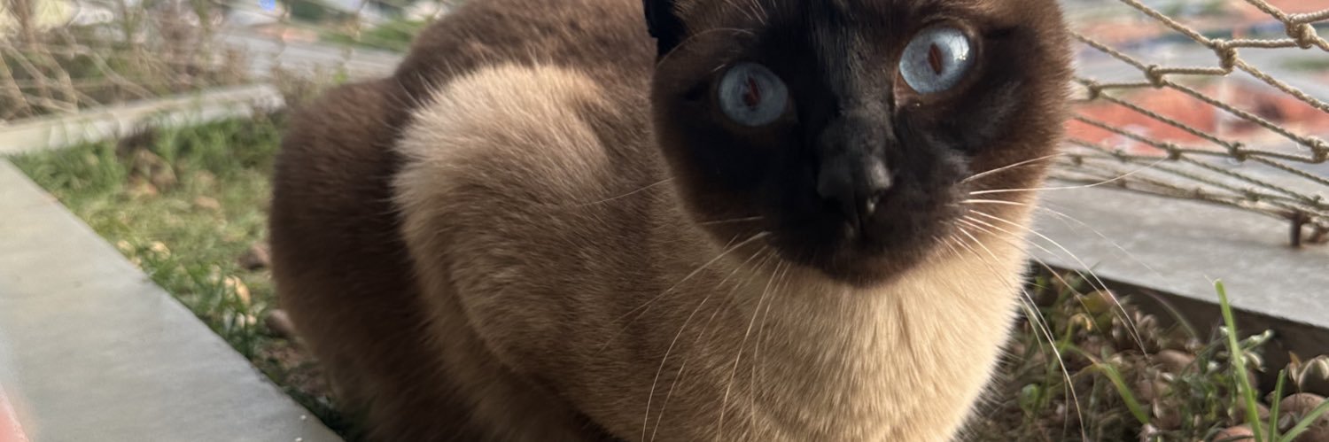 schizopsie's profile banner image