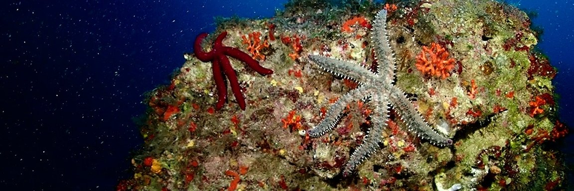 Instituto Español de Oceanografía (IEO-CSIC)'s banner