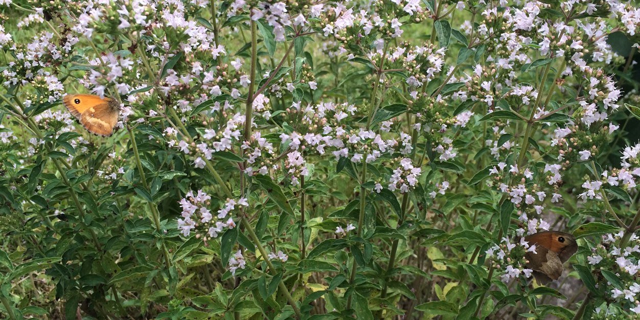 Hannah Vickers banner