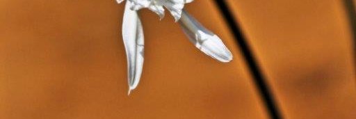 Lucía Miranda Pérez banner