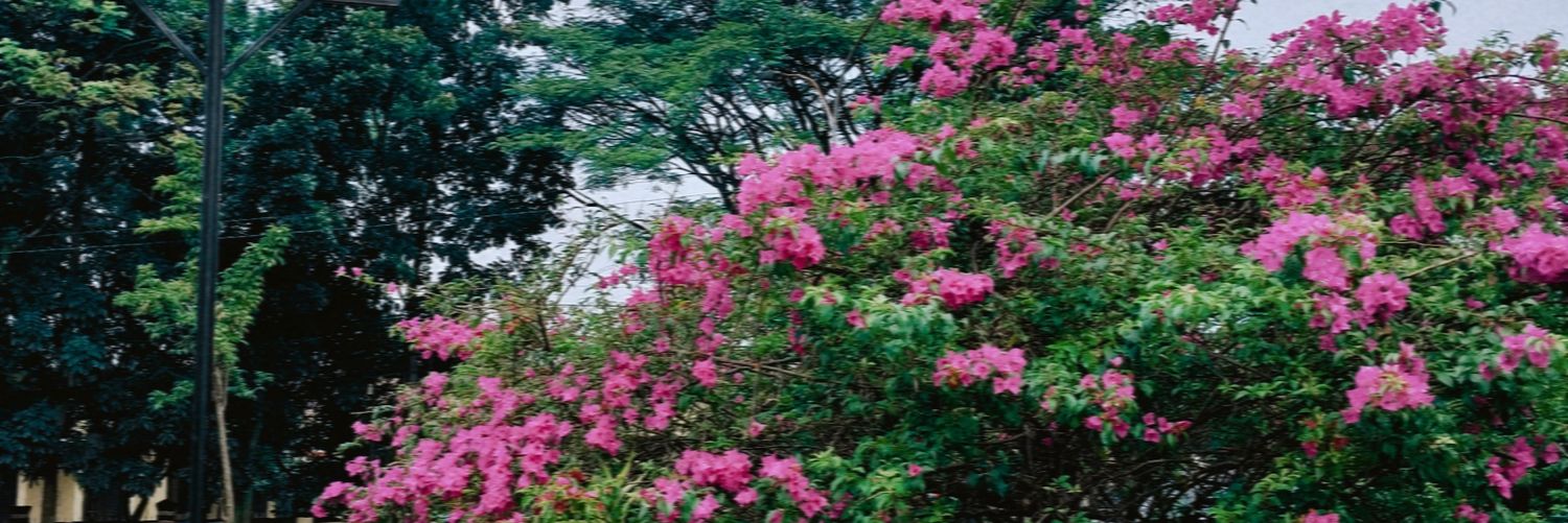 shafaarrrr's profile banner image