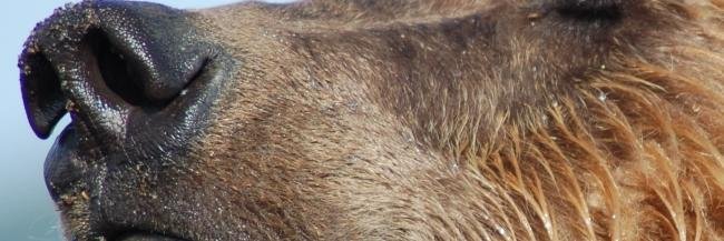 Christmas Fox banner